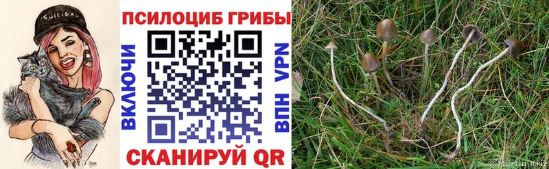 магазин продажи наркотиков Егорьевск Галлюциногенные грибы Psilocybe